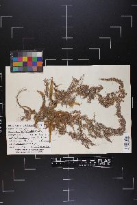 Sargassum filipendula image